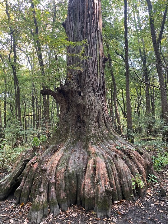 Big Cypress
